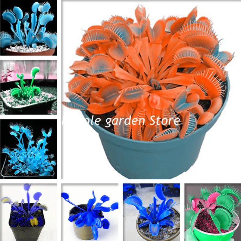 Flytrap 100 Pcs Succulent Insect Catching Plant Enchantress Carnivorous Plant Desk Pot Bonsai plants Slurperon plant Flowers
Flytrap 100 Pcs Succulent Insect Catching Plant Enchantress Carnivorous Plant Desk Pot Bonsai plants Slurperon plant Flowers