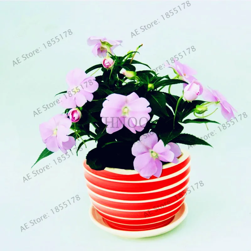 100pcs/bag bonsai Balsam flores,Flowers plantas Balsamina impatiens garden plants easy to grow plante of perennial garden flower
100pcs/bag bonsai Balsam flores,Flowers plantas Balsamina impatiens garden plants easy to grow plante of perennial garden flower