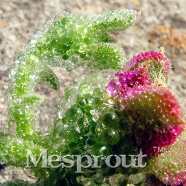 Heirloom Interesting Mesembryanthemum Crystallinum Succulent Plant, 100PCS Bonsai, Cactus Samen Plant light up your desk
Heirloom Interesting Mesembryanthemum Crystallinum Succulent Plant, 100PCS Bonsai, Cactus Samen Plant light up your desk