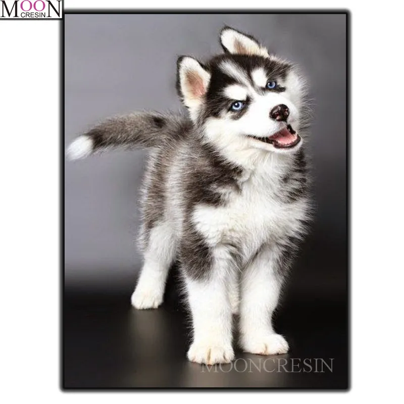 MOONCRESIN Diy Diamond Painting Siberian Huskies Cross Stitch Diamond Embroidery Square Full Drill Diamond Mosaic Decoration Dog
MOONCRESIN Diy Diamond Painting Siberian Huskies Cross Stitch Diamond Embroidery Square Full Drill Diamond Mosaic Decoration Dog