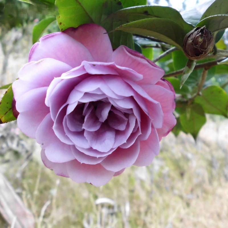 Purple Camellia Potted Flowers Balcony Potted Japanese Camellia Tree 5 particle / pack
Purple Camellia Potted Flowers Balcony Potted Japanese Camellia Tree 5 particle / pack