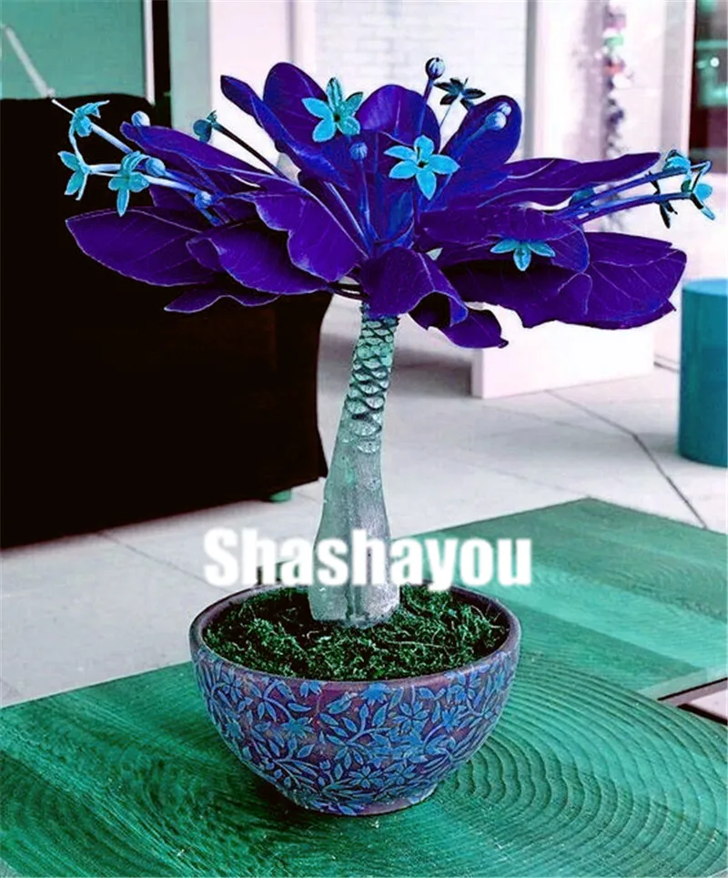 1 pcs Mini Pachira Macrocarpa flores money tree plantas Hawaiian Make Money Tree Plant mini bonsai tree plant for home garden
1 pcs Mini Pachira Macrocarpa flores money tree plantas Hawaiian Make Money Tree Plant mini bonsai tree plant for home garden