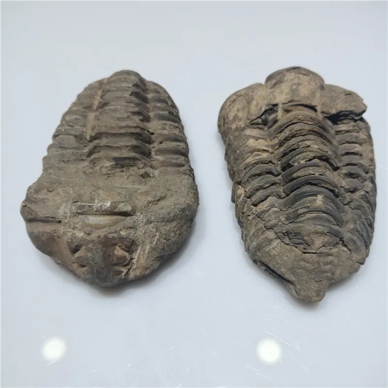 1pc 100% The fossil specimens of natural ancient creatures come from ancient gifts collection Free shipping 6-8cm
1pc 100% The fossil specimens of natural ancient creatures come from ancient gifts collection Free shipping 6-8cm