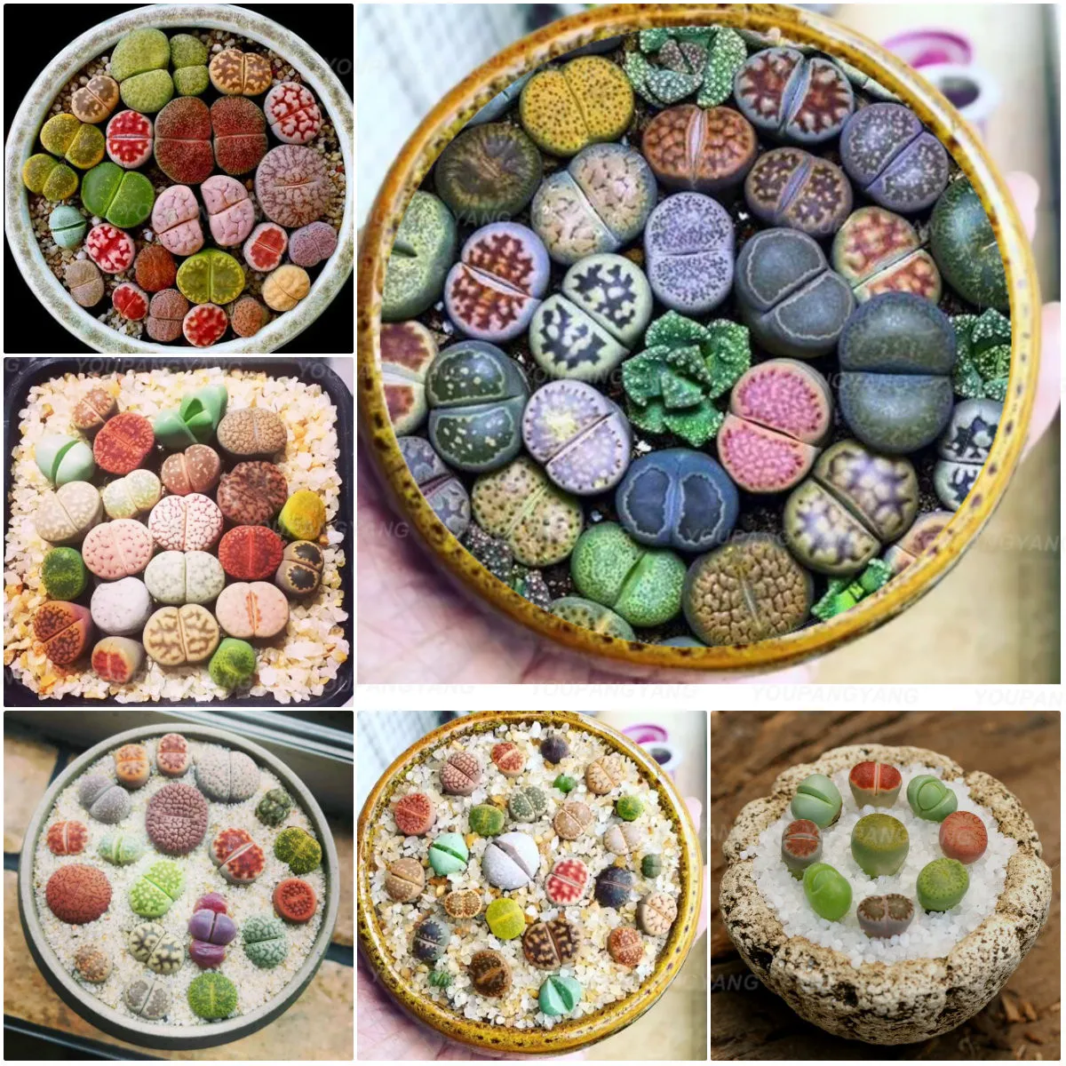 100 Pcs Beauty Mixed Mini Lithops Bonsai Plants Cactus Bonsai Plants Organic Garden Succulent Bonsai Balcony Flower Planting
100 Pcs Beauty Mixed Mini Lithops Bonsai Plants Cactus Bonsai Plants Organic Garden Succulent Bonsai Balcony Flower Planting