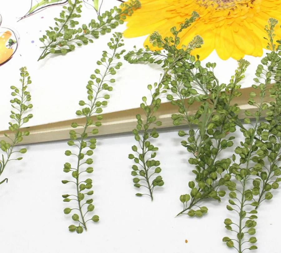 120pcs Pressed Dried Lepidium Apetalum Leaf Plant Herbarium For Jewelry Phone Case Bookmark Scrapbook Invitation Card Making
120pcs Pressed Dried Lepidium Apetalum Leaf Plant Herbarium For Jewelry Phone Case Bookmark Scrapbook Invitation Card Making