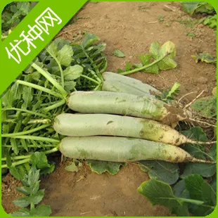 2018 Limited Rushed Outdoor Plants Very Easy bonsai Ya Shi Fengming Wholesale - The Fruit Can Be Eaten Raw Radish bonsai -20pcs
2018 Limited Rushed Outdoor Plants Very Easy bonsai Ya Shi Fengming Wholesale - The Fruit Can Be Eaten Raw Radish bonsai -20pcs