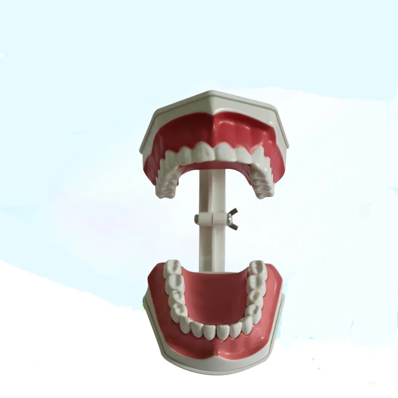 2 Times Enlarged Dental Oral Teaching Model Teeth Model Medical Skeleton Anatomy
2 Times Enlarged Dental Oral Teaching Model Teeth Model Medical Skeleton Anatomy