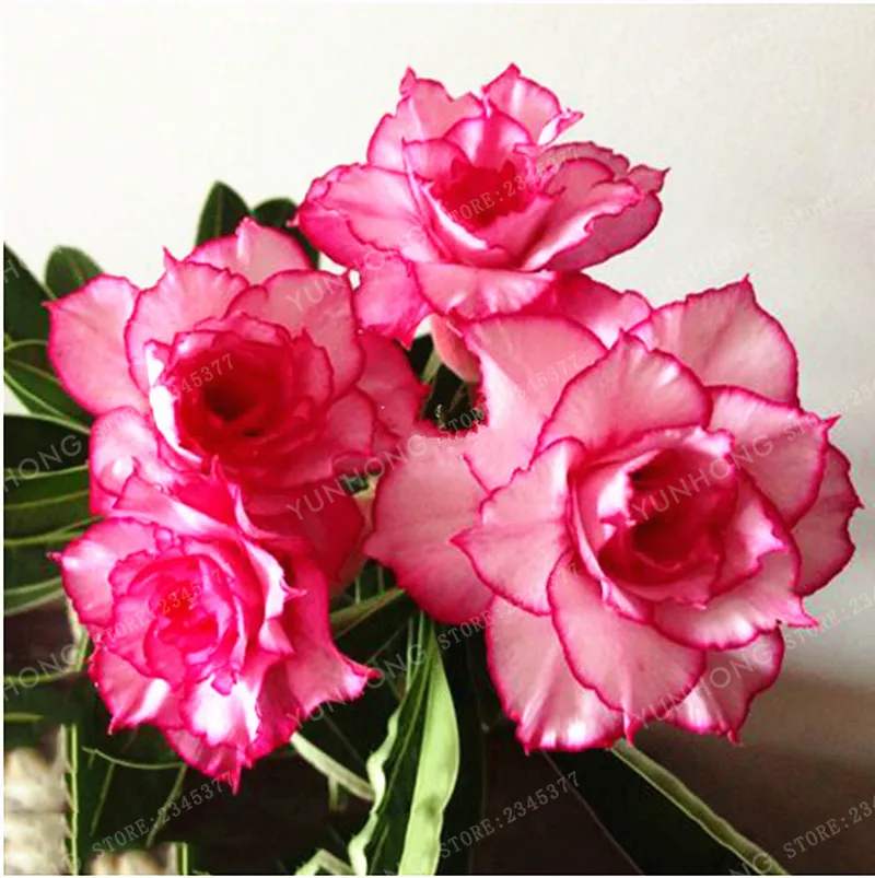 1 Pcs Whitish Light Pink Flowers With Rose Red Edge Bonsai 10 layer Compact Desert Rose Flowers Potted plant
1 Pcs Whitish Light Pink Flowers With Rose Red Edge Bonsai 10 layer Compact Desert Rose Flowers Potted plant