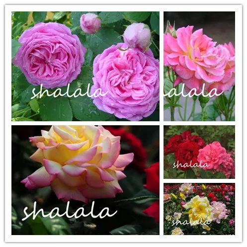 Chinese Rose Tree Semente 100 Pcs Climbing Rose Bonsai Ornamental Flower Wild Rosa Mix Colors Beauty Your Home Garden
Chinese Rose Tree Semente 100 Pcs Climbing Rose Bonsai Ornamental Flower Wild Rosa Mix Colors Beauty Your Home Garden