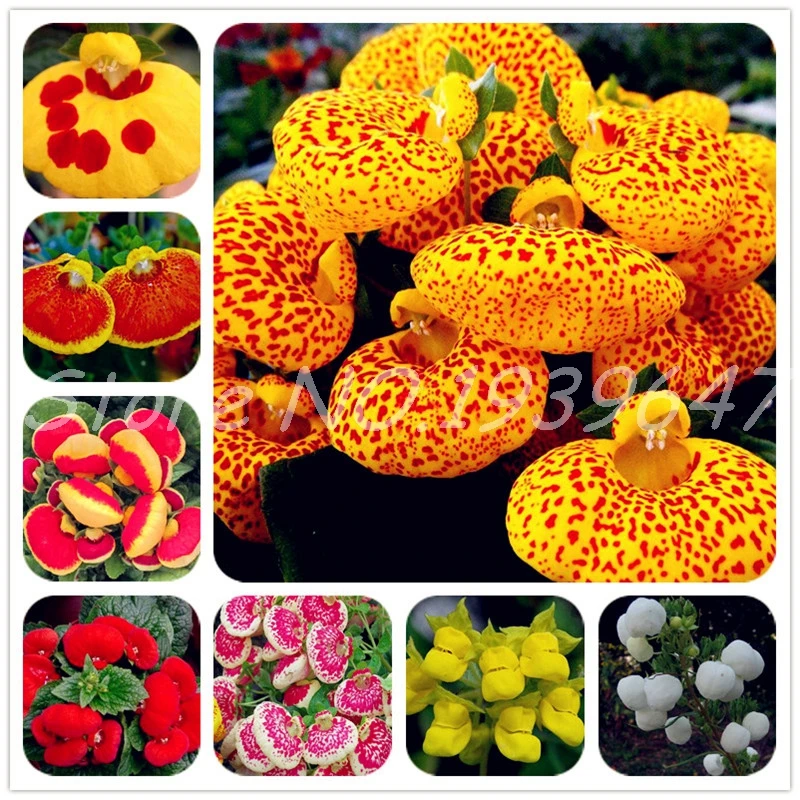 100 Pcs Calceolaria Bonsai Dicentra Spectabilis Rare Flower In Home Garden DIY Bonsai Beautiful Outdoor Plants Easy Planting
100 Pcs Calceolaria Bonsai Dicentra Spectabilis Rare Flower In Home Garden DIY Bonsai Beautiful Outdoor Plants Easy Planting