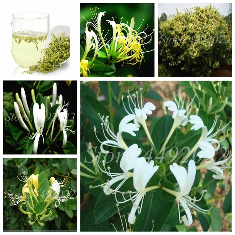 1000 Pcs/ Bag Rare Honeysuckle Bonsai Garden Climbing Perennial Vine Aromatic Jinyinhua Flower Potted Tecomaria Capensis Plant
1000 Pcs/ Bag Rare Honeysuckle Bonsai Garden Climbing Perennial Vine Aromatic Jinyinhua Flower Potted Tecomaria Capensis Plant