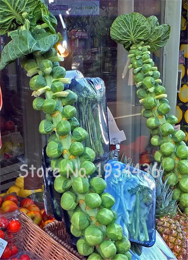 200 Pcs / Bag Chinese Green Mini Cabbage Bonsai Brussel Sprouts Bonsai Heirloom Organic Non-GMO Vegetable Plant For Home Garden
200 Pcs / Bag Chinese Green Mini Cabbage Bonsai Brussel Sprouts Bonsai Heirloom Organic Non-GMO Vegetable Plant For Home Garden