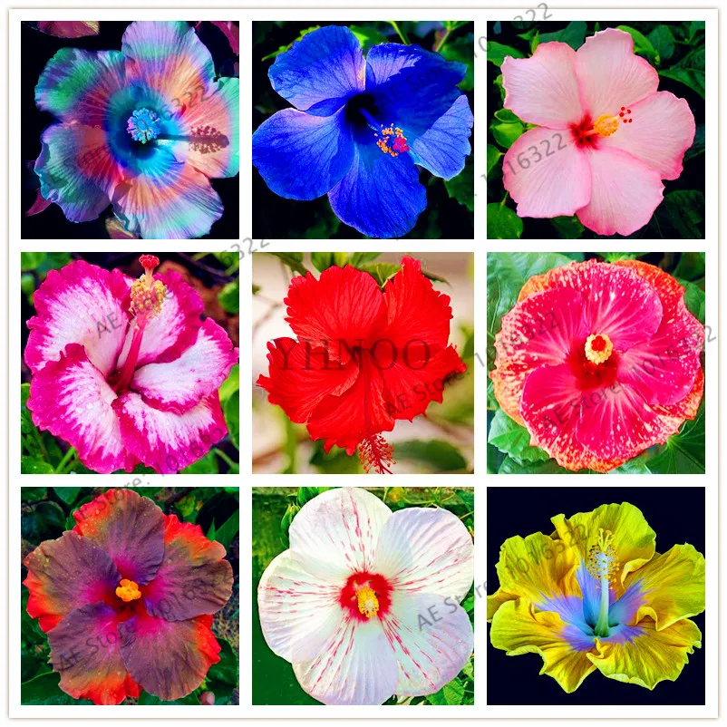100pcs/bag hibiscus bonsai,24 kind color ,Housing pot garden or backyard flower plant Free Shipping
100pcs/bag hibiscus bonsai,24 kind color ,Housing pot garden or backyard flower plant Free Shipping