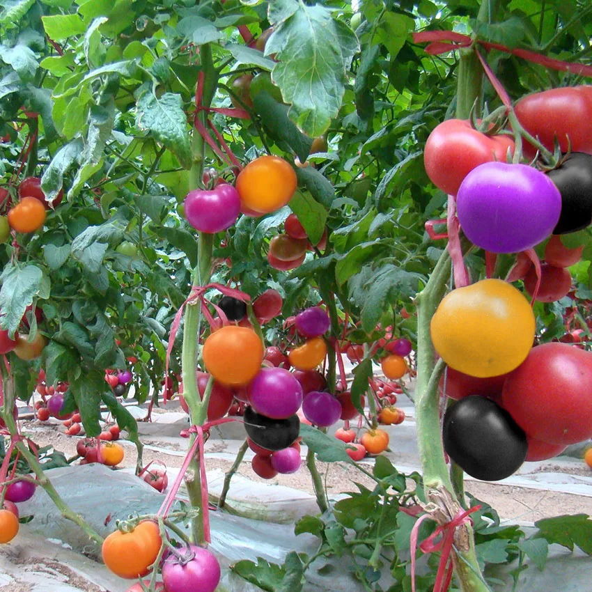 bonsai 100pcs Rare Rainbow Tomato fruit Ornamental Potted Vegetable plants Home Garden
bonsai 100pcs Rare Rainbow Tomato fruit Ornamental Potted Vegetable plants Home Garden