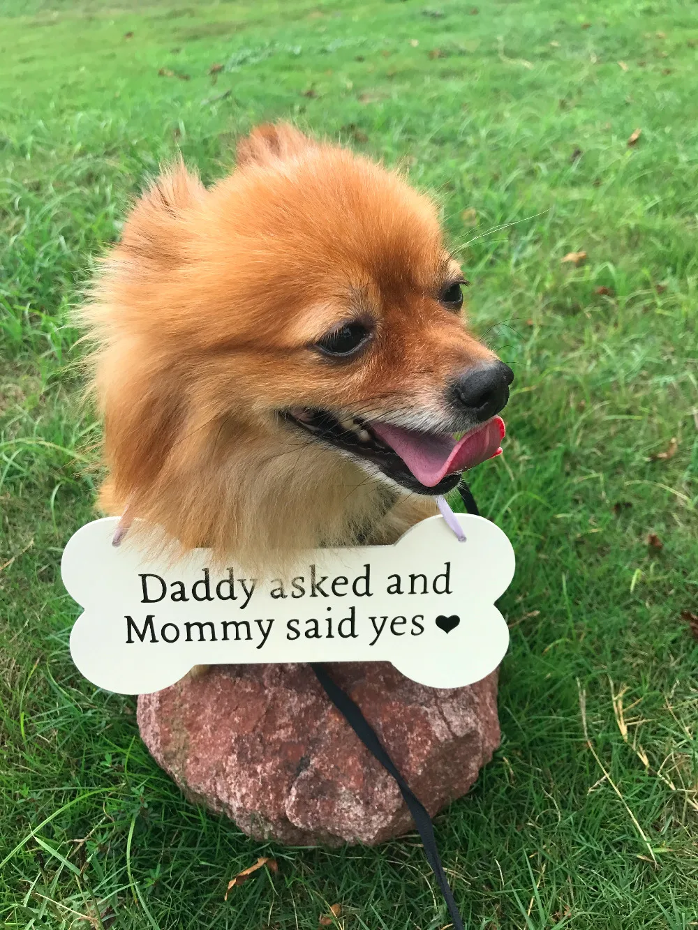 Dog Pet Photo Prop Engagement Pet Sign, Rustic Wedding Dog Bone, Photo shoot Pet Heart, Save the Date Dog Sign, Wedding Photo
Dog Pet Photo Prop Engagement Pet Sign, Rustic Wedding Dog Bone, Photo shoot Pet Heart, Save the Date Dog Sign, Wedding Photo