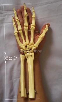 Life size medical anatomia brain skeleton Human Hand Joint Skeleton Anatomical Model Anatomical organizadores Display Model
Life size medical anatomia brain skeleton Human Hand Joint Skeleton Anatomical Model Anatomical organizadores Display Model