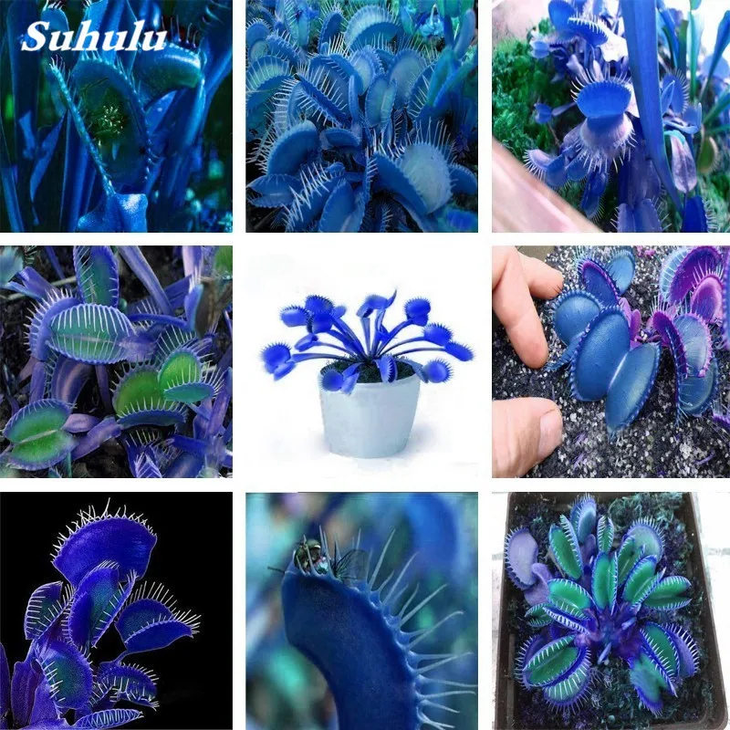 1000 Pcs Potted Insectivorous Plant Dionaea Muscipula Giant Clip Venus Flytrap Bonsai Carnivorous Plant DIY Home Garden Planting
1000 Pcs Potted Insectivorous Plant Dionaea Muscipula Giant Clip Venus Flytrap Bonsai Carnivorous Plant DIY Home Garden Planting