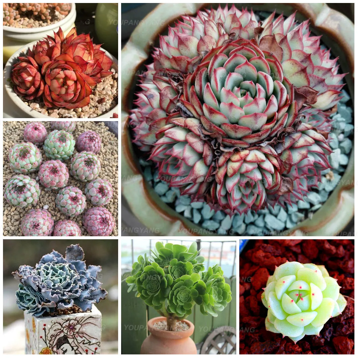 200pcs Real rare succulent bonsai plant, Pseudotruncatella Living Stone lithops indoor perennial angiosperm plants flower
200pcs Real rare succulent bonsai plant, Pseudotruncatella Living Stone lithops indoor perennial angiosperm plants flower