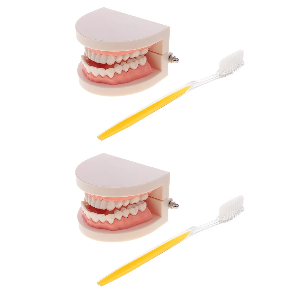 2 Sets 1:1 Human Mouth Teeth Model with Toothbrush School Teaching Learning Lab Ornament