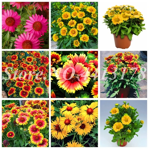 100 pcs/ bag Imported Bonsai Potted Gaillardia Flower Garden Courtyard Plant Outdoor Blooming Sementes De Flores Easy Grow
100 pcs/ bag Imported Bonsai Potted Gaillardia Flower Garden Courtyard Plant Outdoor Blooming Sementes De Flores Easy Grow