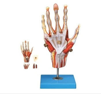 Hand muscle attached vascular nerve model palm anatomical model hand muscle vascular model hand bone model
Hand muscle attached vascular nerve model palm anatomical model hand muscle vascular model hand bone model