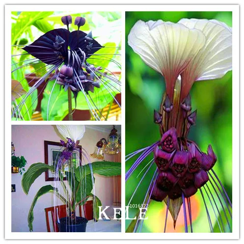 Genuine!100Pcs/Bag Fresh Rare Tacca Integrifolia bonsai Easy Planting flower semillas,#MGU86L
Genuine!100Pcs/Bag Fresh Rare Tacca Integrifolia bonsai Easy Planting flower semillas,#MGU86L