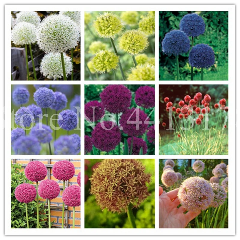 Rare Flower 200 pcs/ bag Giant Onion (Allium Giganteum) Outdoor Beautiful Flore Potted Plant for Home Garden Decor Free Shipping
Rare Flower 200 pcs/ bag Giant Onion (Allium Giganteum) Outdoor Beautiful Flore Potted Plant for Home Garden Decor Free Shipping