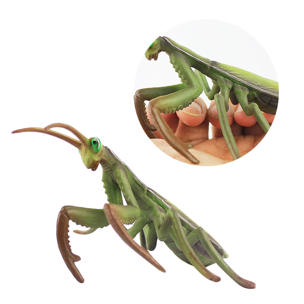 1pc Mantis Figurine Simulation Insect Model Lifelike Craft Gift Ornaments Collection Toy Home Office Desktop Decoration
1pc Mantis Figurine Simulation Insect Model Lifelike Craft Gift Ornaments Collection Toy Home Office Desktop Decoration