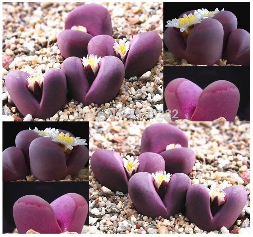 100% Genuine Lithops OPTICA - 100 pcs - Living Stones Succulent Plant * Free Shipping
100% Genuine Lithops OPTICA - 100 pcs - Living Stones Succulent Plant * Free Shipping