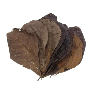 50pcs Natural Olive Deco Terminalia Aquarium PH Antibacterial Water Tank Fish Leaf Accessories Level Lower Home Quality
50pcs Natural Olive Deco Terminalia Aquarium PH Antibacterial Water Tank Fish Leaf Accessories Level Lower Home Quality