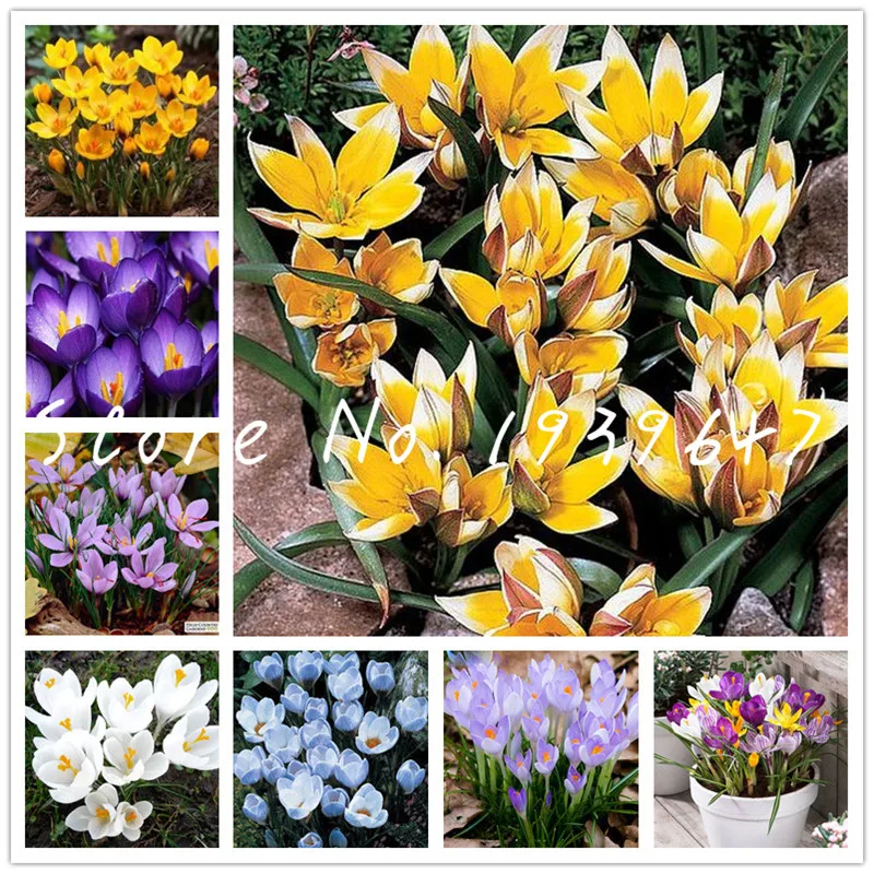 100 Pcs Imported Saffron Bonsai (Not Crocus Saffron Bulb) Indoor Flower Iran Saffron Potted Plant Diy For Home Garden Decoration
100 Pcs Imported Saffron Bonsai (Not Crocus Saffron Bulb) Indoor Flower Iran Saffron Potted Plant Diy For Home Garden Decoration