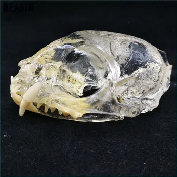 Cat Dog Rabbit Dentition Model dog teeth skull jaw bone transparent solution planing teaching Veterinary Animal model specimens
Cat Dog Rabbit Dentition Model dog teeth skull jaw bone transparent solution planing teaching Veterinary Animal model specimens