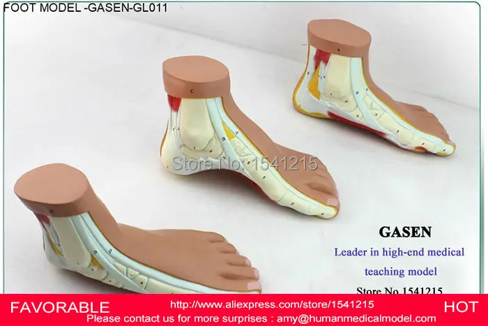 FLAT AND ARCHED FOOT, FOOT ANATOMY MODEL, IMITATION FOOT SKELETON MODEL , FOOT ARCHED FEET FLAT FEET HIGH ARCHES -GASEN-GL011
FLAT AND ARCHED FOOT, FOOT ANATOMY MODEL, IMITATION FOOT SKELETON MODEL , FOOT ARCHED FEET FLAT FEET HIGH ARCHES -GASEN-GL011