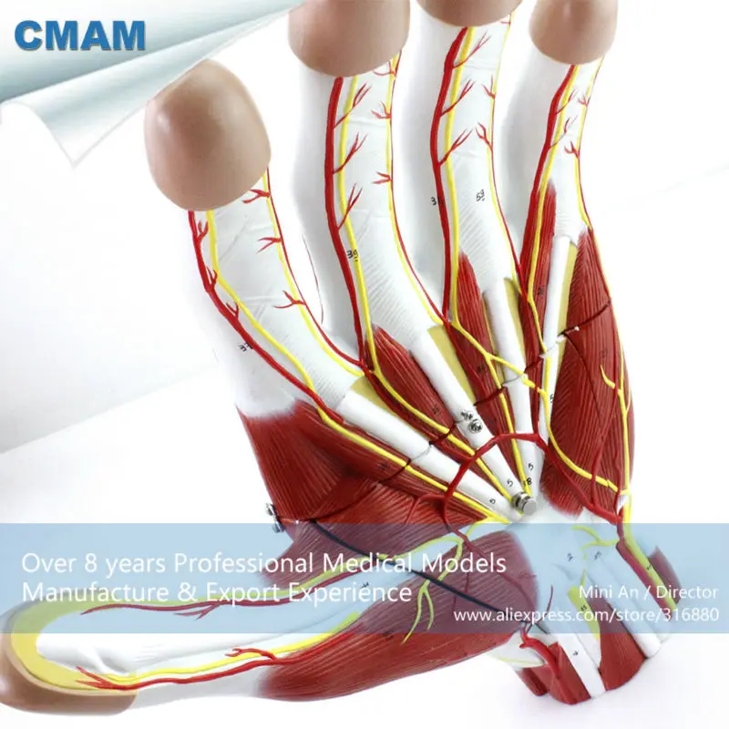 

CMAM/12032 Muscles of Hand - 2 Parts, 3x, Plastic Human Body Muscle Teaching Anatomical Model