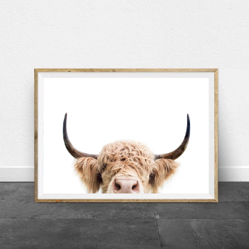 Highland Cow Poster Print