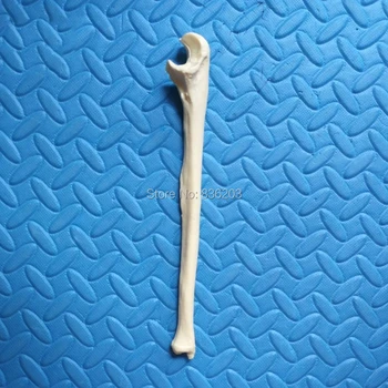 Human Medical skeleton Adult lleft ulna Skull anatomy anatomical brain skull medical instruments training condoms mankin
Human Medical skeleton Adult lleft ulna Skull anatomy anatomical brain skull medical instruments training condoms mankin