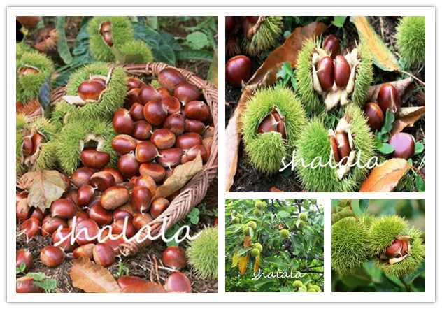 Promotion 5pcs Chestnut nut bonsai plant delicious fruit tree easy grow Sweet plant free shipping Free shipping Easy to grow
Promotion 5pcs Chestnut nut bonsai plant delicious fruit tree easy grow Sweet plant free shipping Free shipping Easy to grow