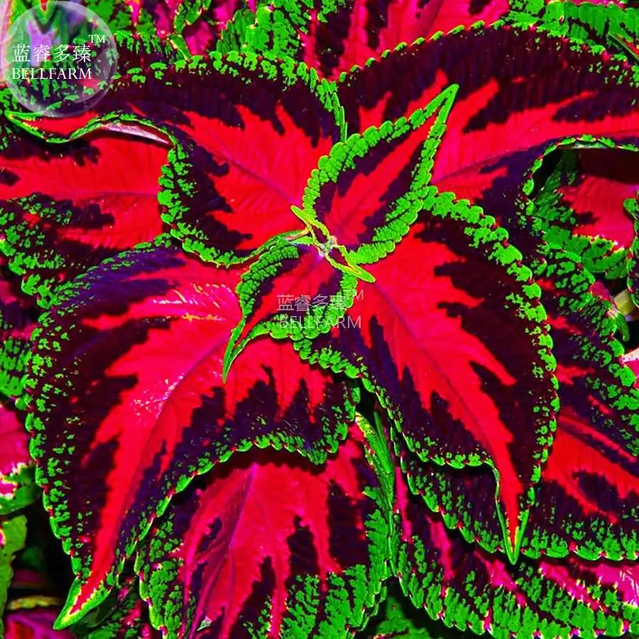 BELLFARM Coleus Herb Seeds, 50 Seeds, professional pack, 7 colors for your choose ornamental bonsai garden supply perennial