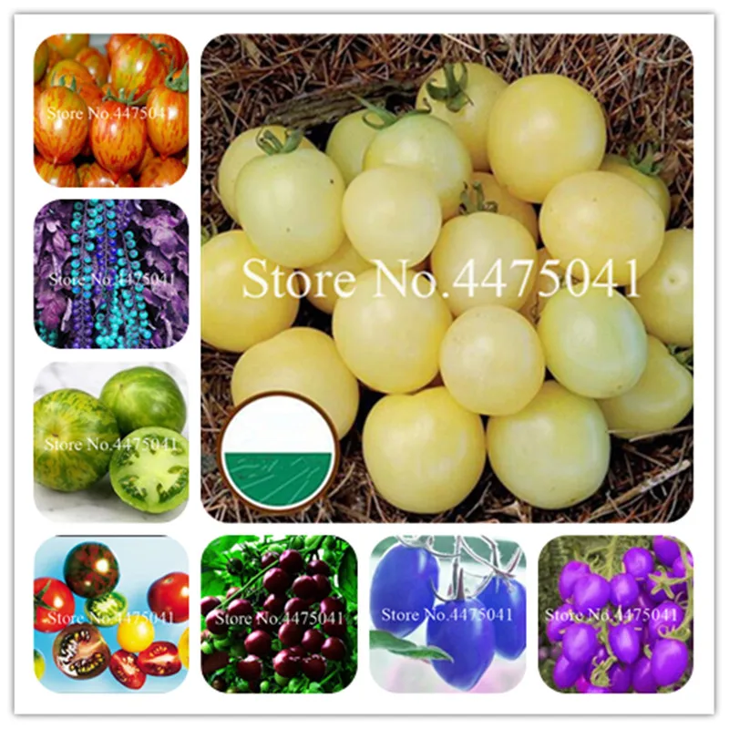 200 Pcs Colourful Cherry Tomato Bonsai Plants, Balcony Sweet Fruits Vegetables Potted Bonsai Diy Plant Garden Bonsai Free Shippi
200 Pcs Colourful Cherry Tomato Bonsai Plants, Balcony Sweet Fruits Vegetables Potted Bonsai Diy Plant Garden Bonsai Free Shippi