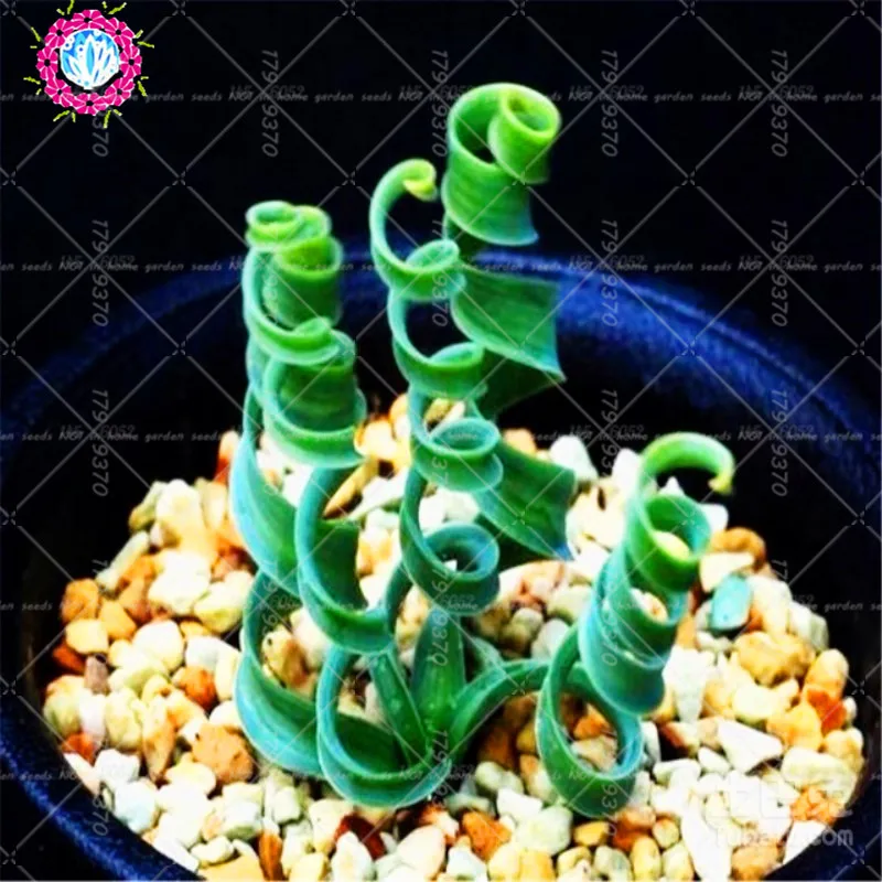 100pcs/bag Bonsai Albuca namaquensis Baker Spring grass succulent plants perennial indoor flower for home garden
100pcs/bag Bonsai Albuca namaquensis Baker Spring grass succulent plants perennial indoor flower for home garden