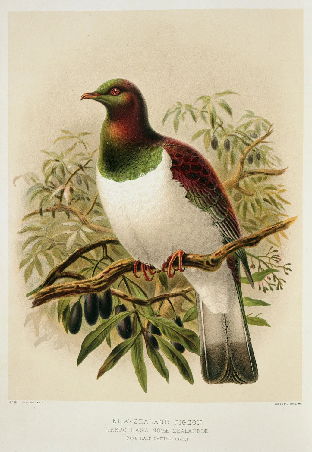 Новая Зеландия NZ Native Birds серия голубь путешествия классические настенные