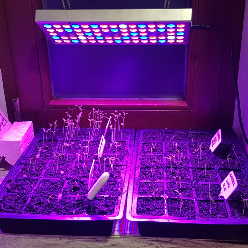 Grow Light Lamp For Plants Led Fitolampy 80W Full Spectrum Plant Lamps Phyto Lamp Fitolamp For Indoor Seedling Nursery Growing
Grow Light Lamp For Plants Led Fitolampy 80W Full Spectrum Plant Lamps Phyto Lamp Fitolamp For Indoor Seedling Nursery Growing