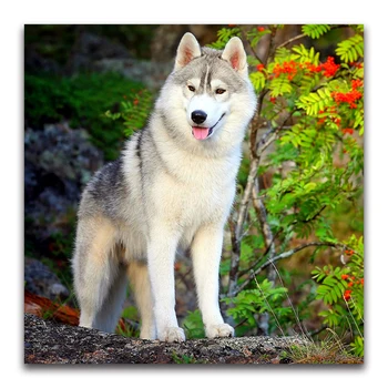 Acrylic Full round / square Diamond painting animal Husky Dog Diamond Mosaic 5D Diamond embroidery sale pattern Decor gift FG236
Acrylic Full round / square Diamond painting animal Husky Dog Diamond Mosaic 5D Diamond embroidery sale pattern Decor gift FG236