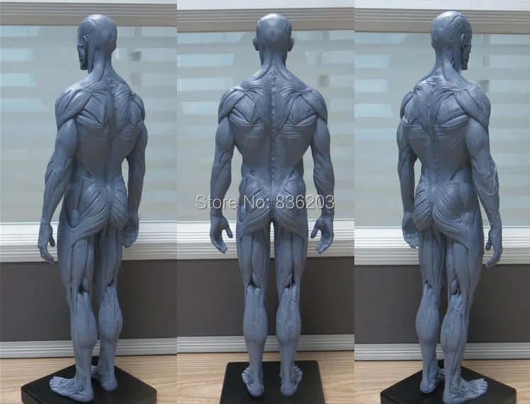 1:6 30cm PU Human skeleton anatomical Painting model for sale Anatomical Anatomy Skull Sculpture Head body Muscle Artist
1:6 30cm PU Human skeleton anatomical Painting model for sale Anatomical Anatomy Skull Sculpture Head body Muscle Artist