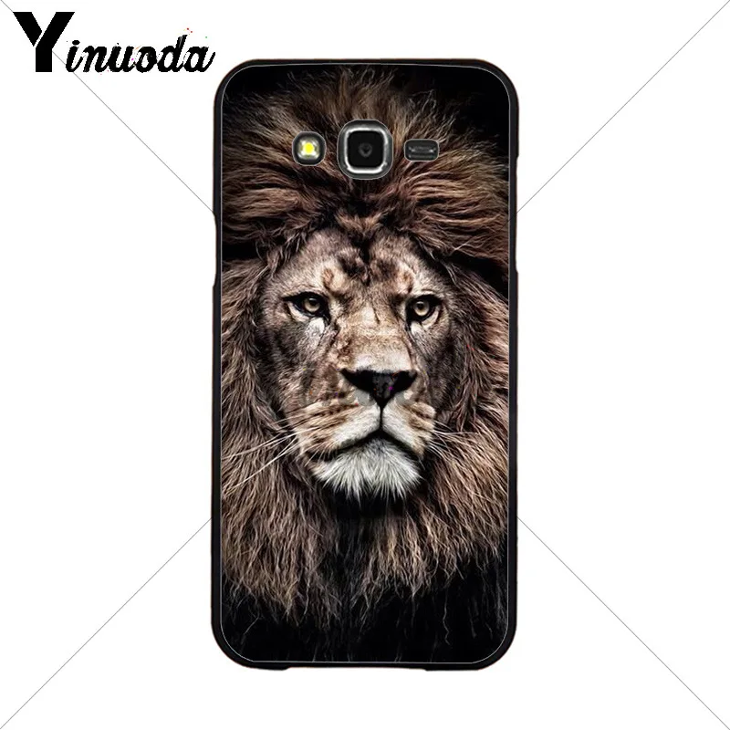 Animals The lion
