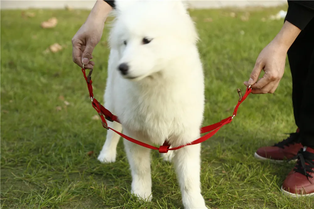  DADUGO Dog Collar set for Small Puppy Pet Dog Collars Adjustable Buckle Leash Dog-Collar Harness Chihuahua SMLXL Size (9)