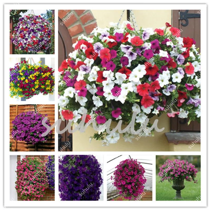 200 Pcs Many Color Hanging Petunia Bonsai, 4 Seasons Indoor Balcony Easy To Plant Flower Bonsais Suitable For Home & Garden
200 Pcs Many Color Hanging Petunia Bonsai, 4 Seasons Indoor Balcony Easy To Plant Flower Bonsais Suitable For Home & Garden
