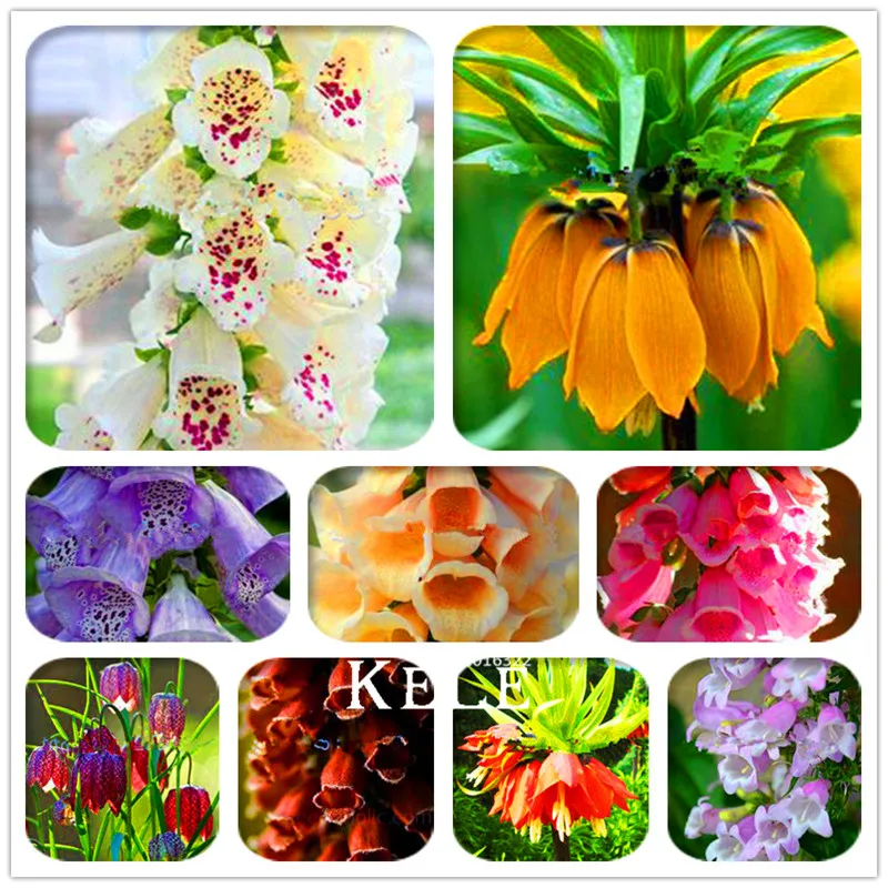 Sale! 100 Pcs/Pack Fritillaria foxglove Digitalis potted bonsai garden plant DIY home garden
Sale! 100 Pcs/Pack Fritillaria foxglove Digitalis potted bonsai garden plant DIY home garden
