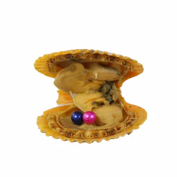 Real Akoya Twin Pearls in Red Shell 6-7MM AAA Colored Round Seawater Pearls in Red Oysters 5pcs Twins Scallop Oysters PJW272
Real Akoya Twin Pearls in Red Shell 6-7MM AAA Colored Round Seawater Pearls in Red Oysters 5pcs Twins Scallop Oysters PJW272