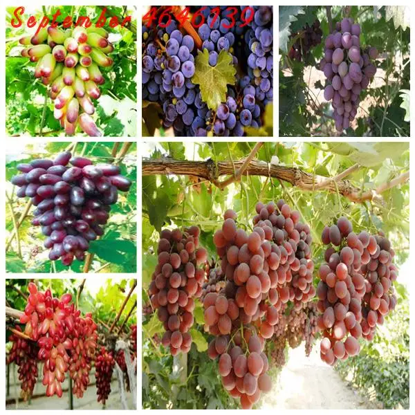 50pcs grape Miniature Grape Vine Bonsai Seedsn fruit Succulent plants sweet food easy to grow plant grape potted plant bonsai
50pcs grape Miniature Grape Vine Bonsai Seedsn fruit Succulent plants sweet food easy to grow plant grape potted plant bonsai